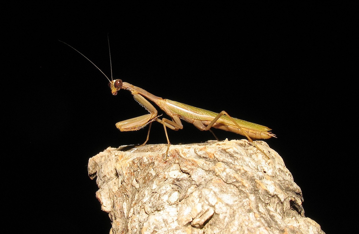 Maschio Iris oratoria